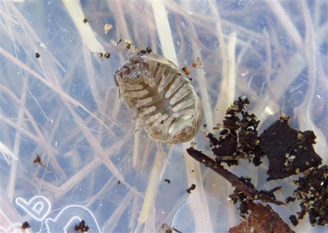 Isopoda: Armadillidium sp.